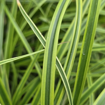 Carex - oshimensis - Sunsplash - Fisun